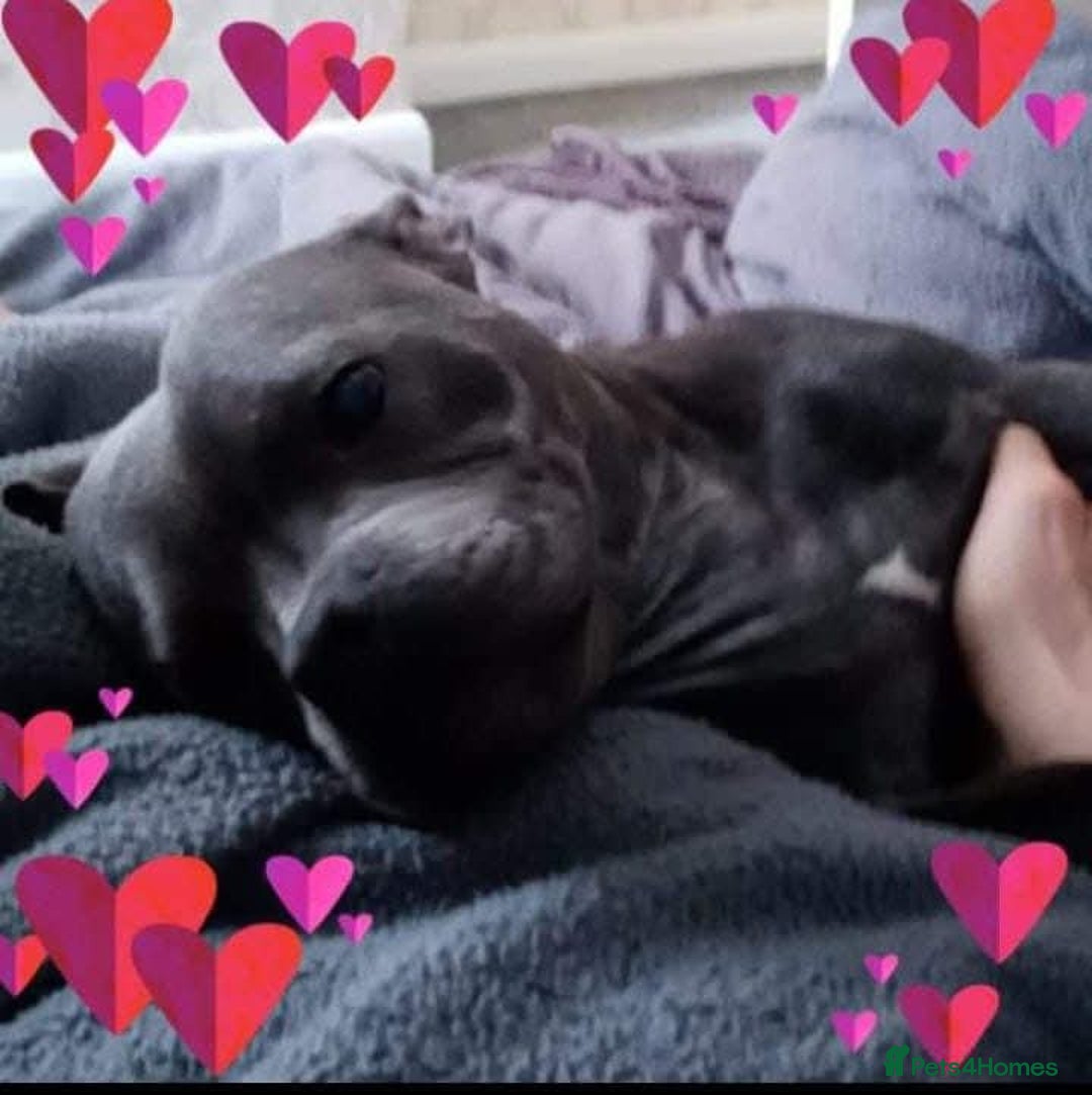 Staffordshire Bull Terrier dogs for sale: Stunning female staffordshire bull terrier  - Advert 5