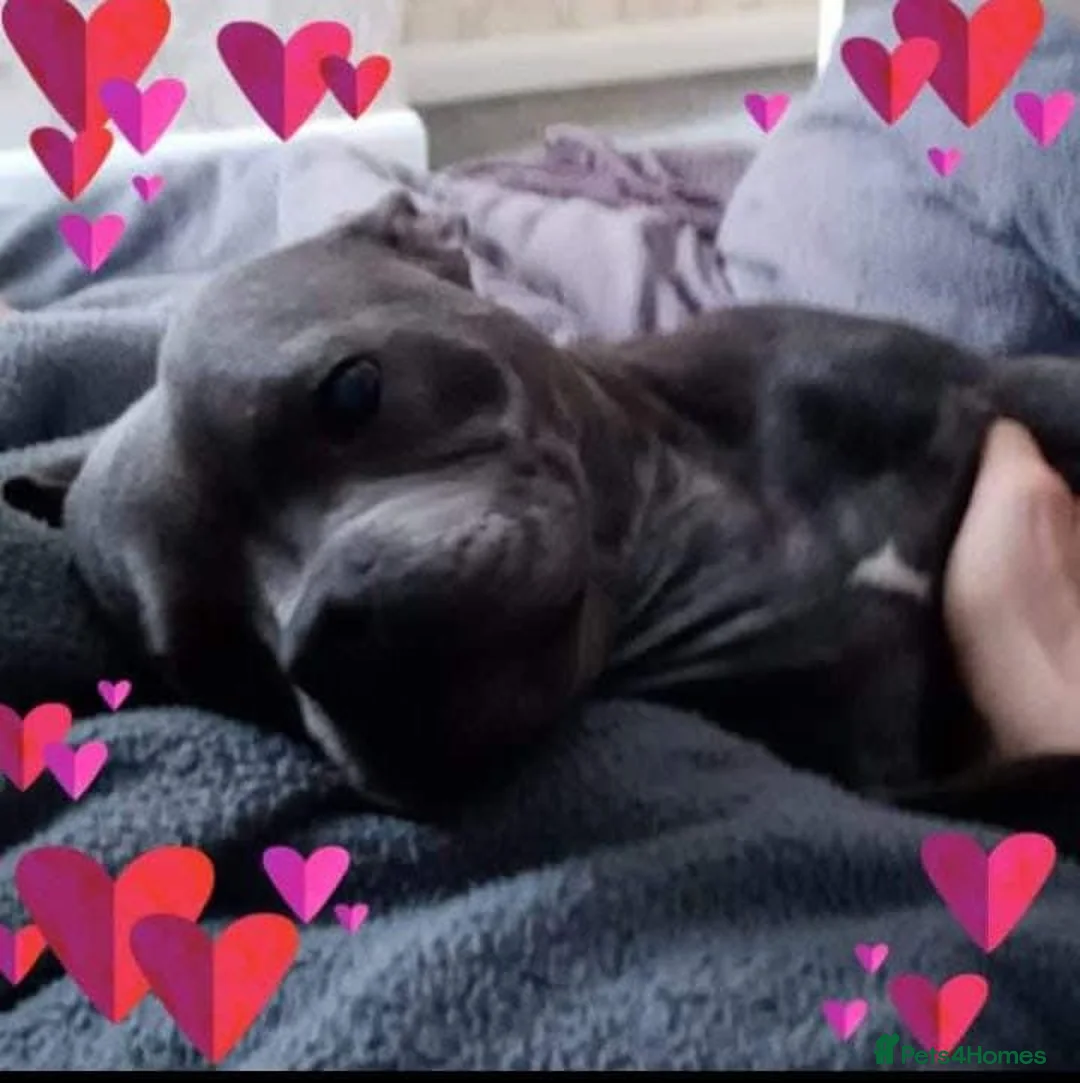 Staffordshire Bull Terrier dogs for sale: Stunning female staffordshire bull terrier  - Advert 5