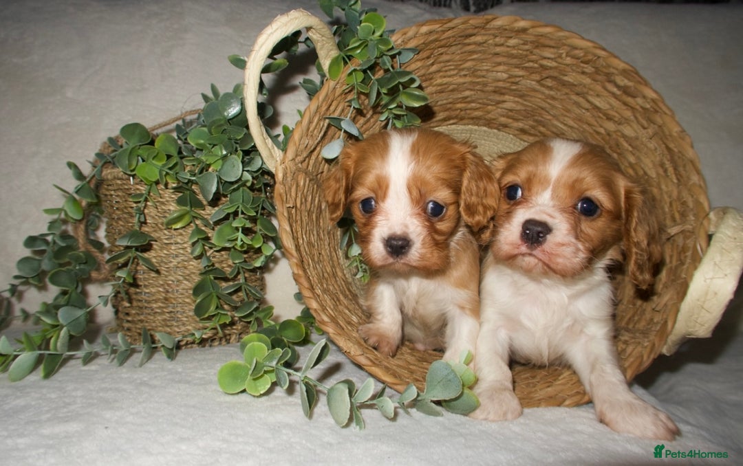 Cavalier King Charles Spaniel dogs for sale: STUNNING DNA TESTED CAVALIERS - Advert 1