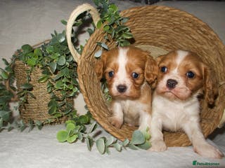 Cavalier King Charles Spaniel dogs STUNNING DNA TESTED CAVALIERS - Advert 2
