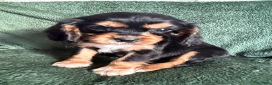 B&t male