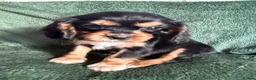 Cockalier dogs for sale: Beautiful, health tested cockalier puppies.  - Advert 12