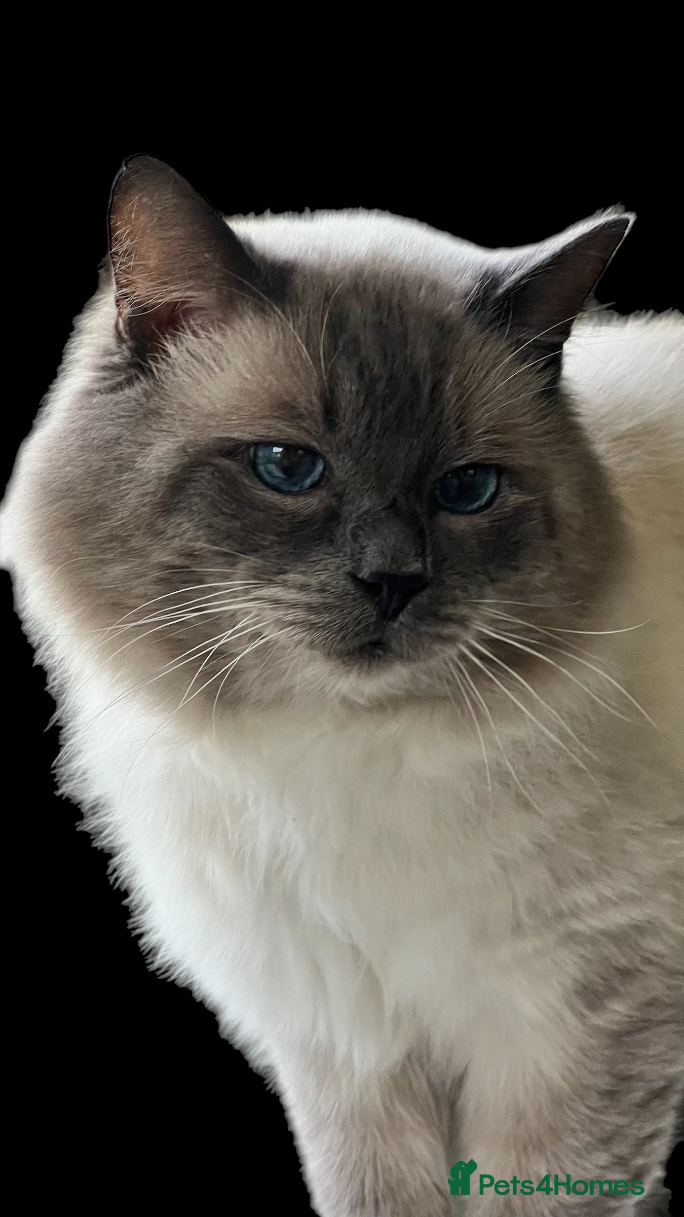 Ragdoll cats several studs available  in Brighouse - Advert 22