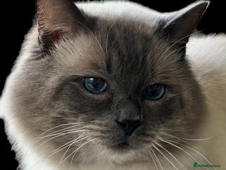 Ragdoll cats in Brighouse - Advert 38