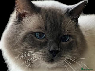 Ragdoll cats several studs available in Brighouse - Advert 6