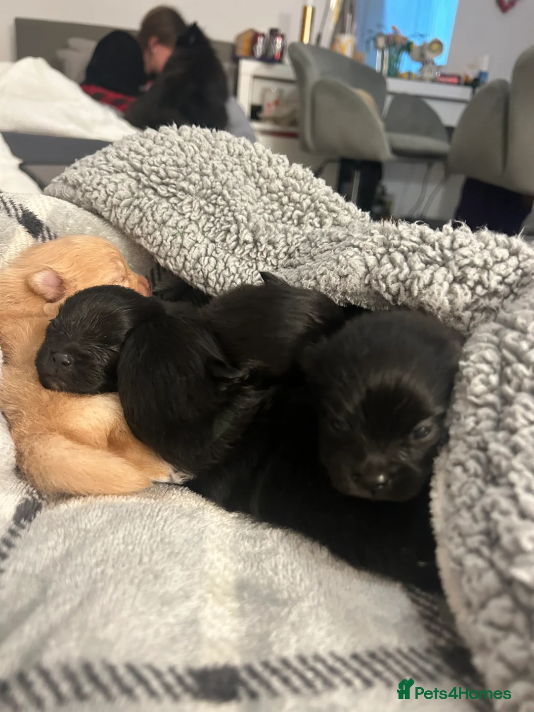 Pomeranian dogs for sale: Beautiful full Pomeranian  - Advert 6