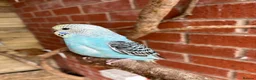 Budgerigars birds for sale: Baby budgies for sale Wigan  - Advert 17