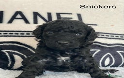 Cockapoo dogs for sale: F1b cockapoo ready to leave now last girl left - Image 32