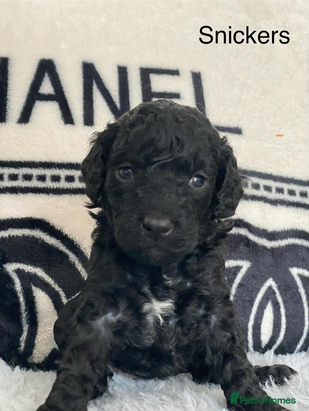 Cockapoo dogs for sale: F1b cockapoo ready to leave now last girl left - Image 32