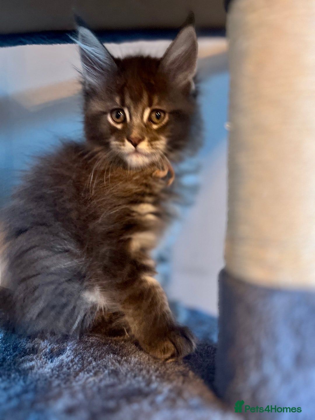Maine Coon cats for sale: *READY* Stunning Tica Maine Coons - Image 12