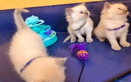 Ragdoll cats for sale: GCCF registered ChampionBloodline 5GENpedigree BSH - Image 15