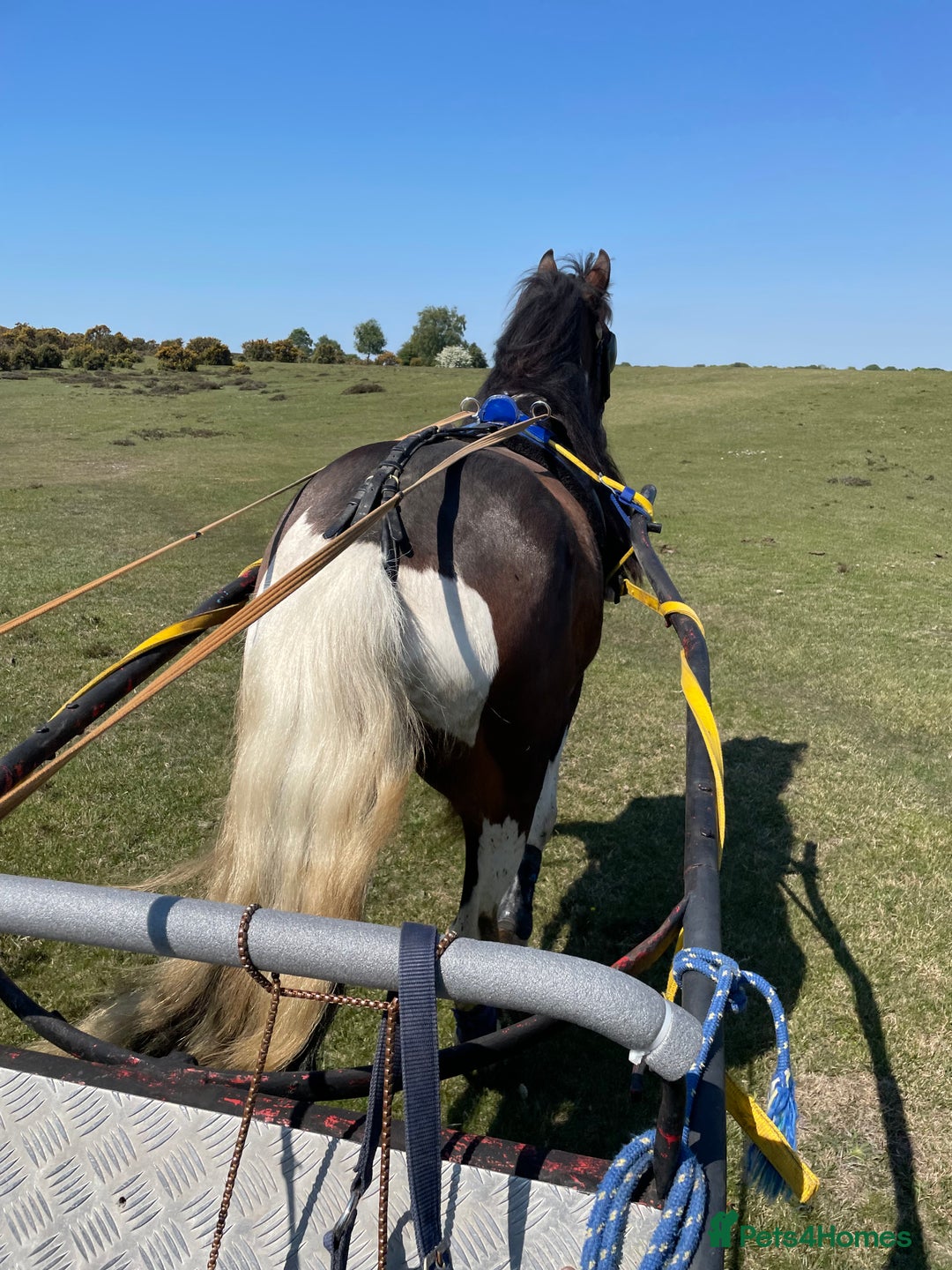 Irish Cob horses for sale: 15hh Cob x 3 year old gelding for sale - Image 3