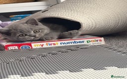 British Shorthair cats for sale: 🩵 1 blue/cream tortie BSH left to reserve 🩵 - Image 7