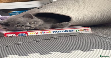 British Shorthair cats - Advert 7