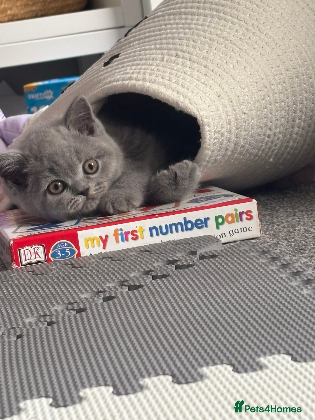 British Shorthair cats for sale: 🩵 1 blue/cream tortie BSH left to reserve 🩵 - Image 7
