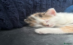 Mixed Breed cats for sale: 5 beautiful, inquisitive fluffy kittens - Image 9