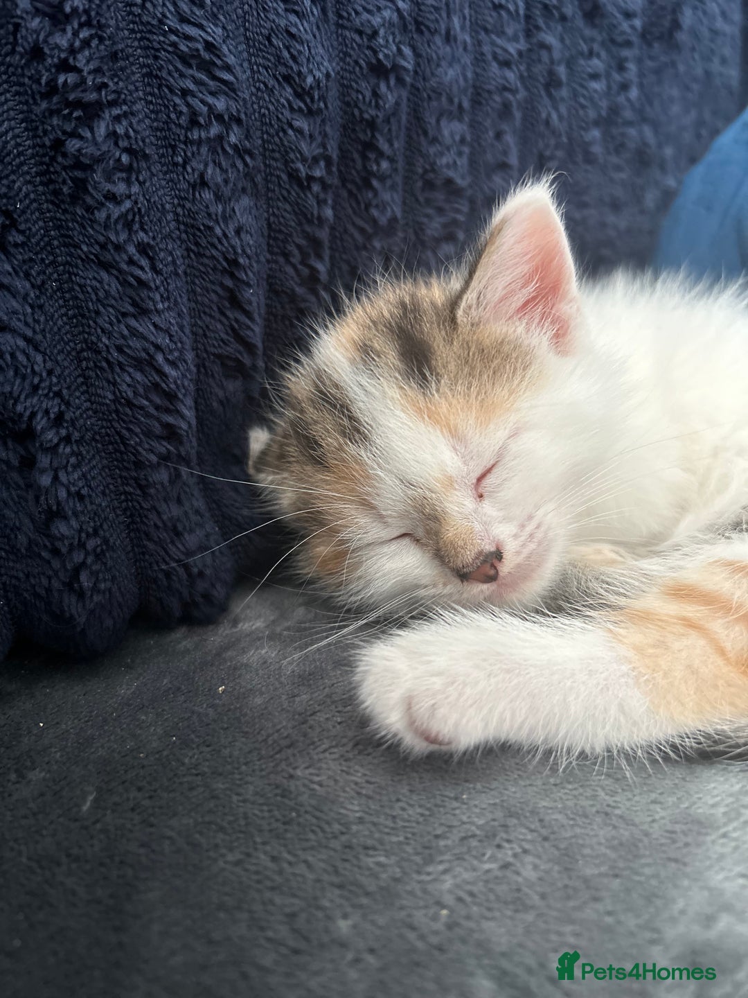Mixed Breed cats for sale: 5 beautiful, inquisitive fluffy kittens - Image 9