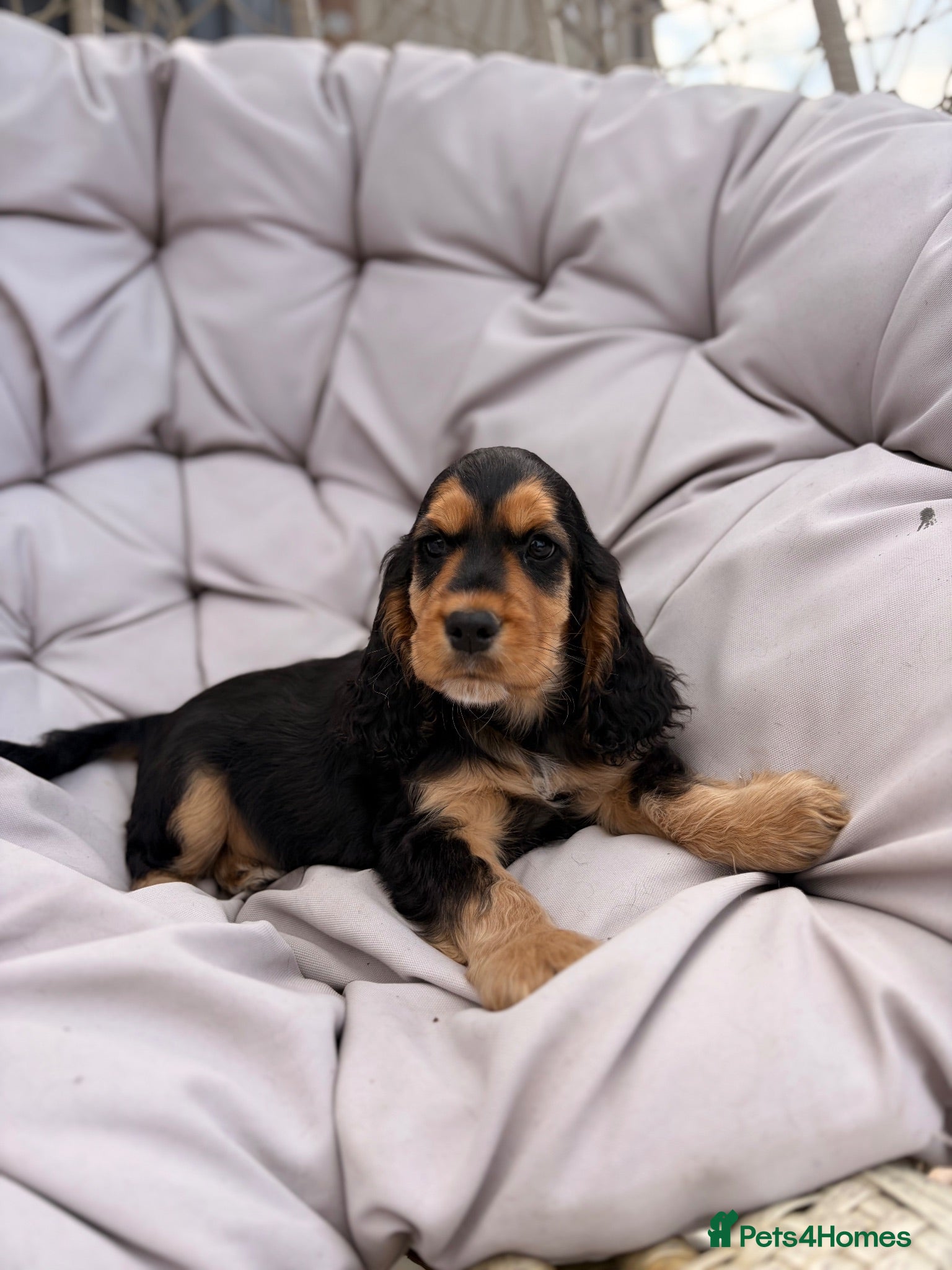Cocker Spaniel dogs KC Reg show cocker Boy Ready Now ) 💙 - Advert 10