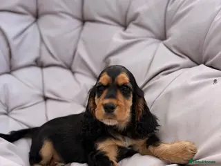 Cocker Spaniel dogs KC Reg show cocker Boy Ready Now ) 💙 - Advert 1