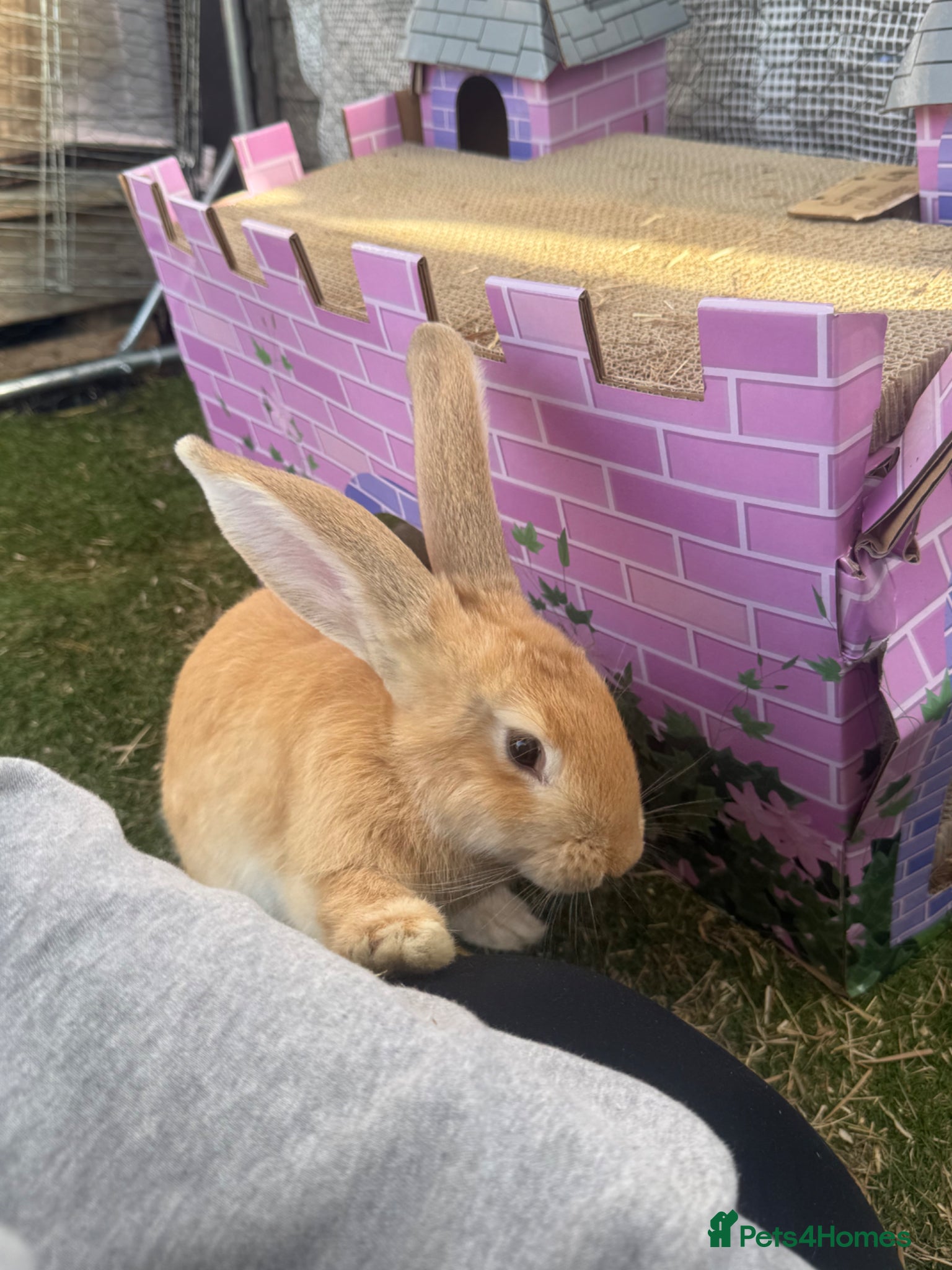 Mixed Breed rabbits Continental giant x French lop (huge)  - Advert 2