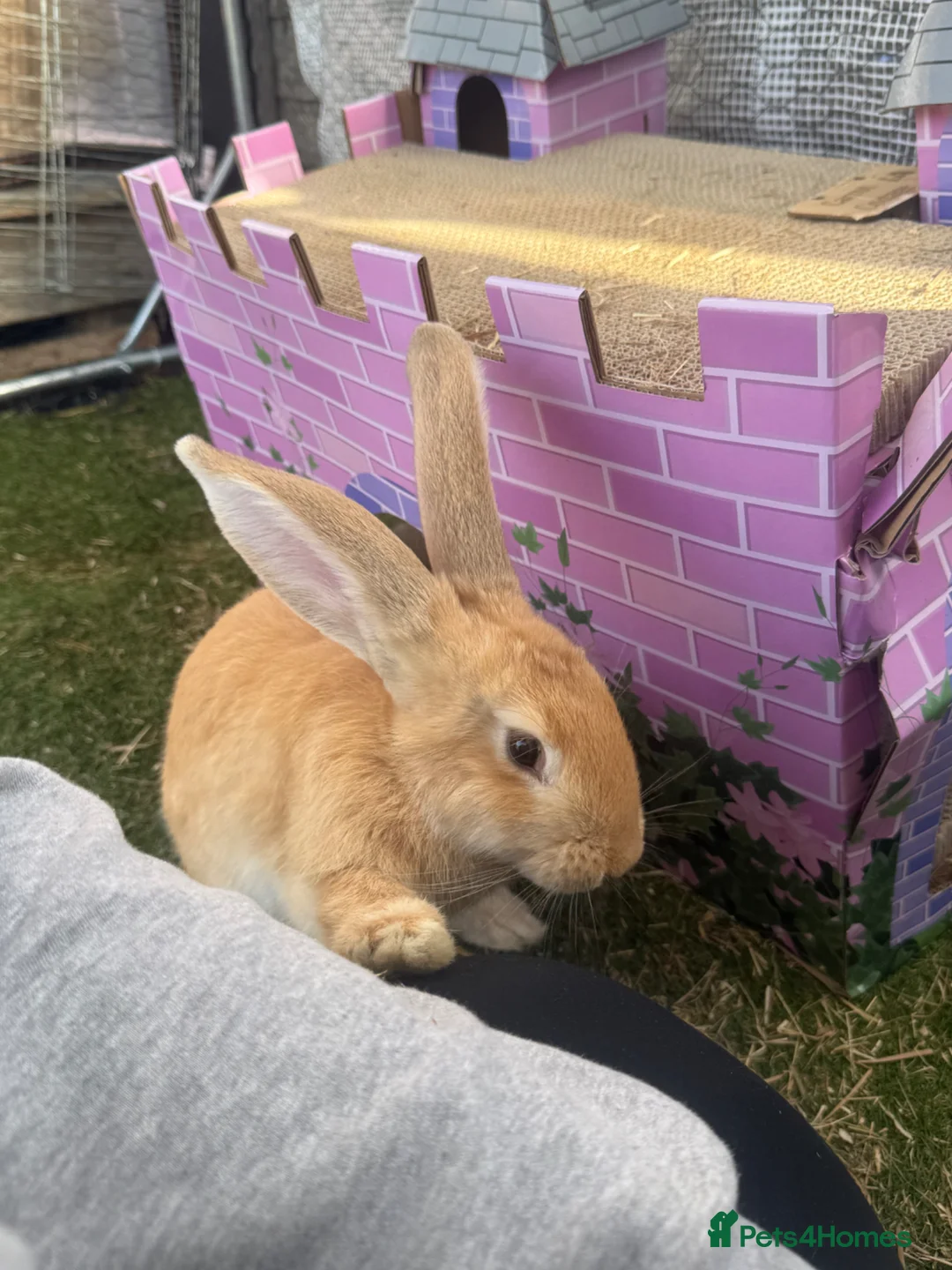 Mixed Breed rabbits for sale: Continental giant x French lop (big breed) - Advert 2