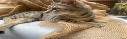 Savannah cats for sale: Stunning pedigree SAVANNAH girl f5 sbt - Advert 8