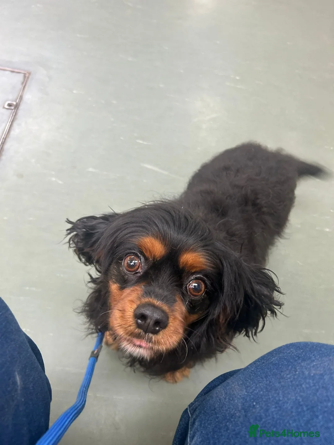 Cavalier King Charles Spaniel dogs for sale: Bonded sisters  - Advert 5