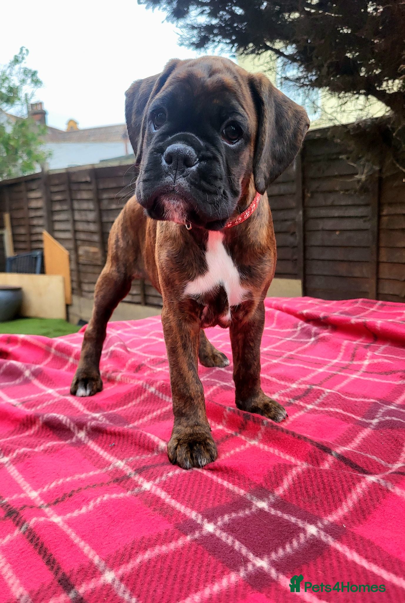 Boxer dogs Beutyful bobtail/ tailed Boxer puppy - Advert 1