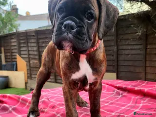 Boxer dogs Beutyful bobtail/ tailed Boxer puppy - Advert 1
