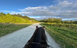 Irish Thoroughbred horses for sale: Rosie.  - Image 6