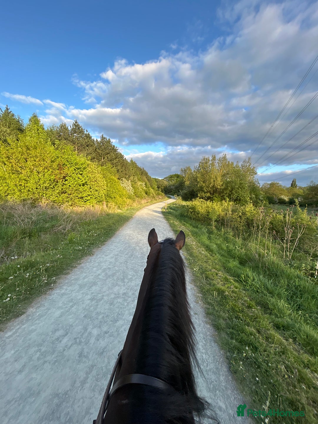 Irish Thoroughbred horses for sale: Rosie.  - Image 6