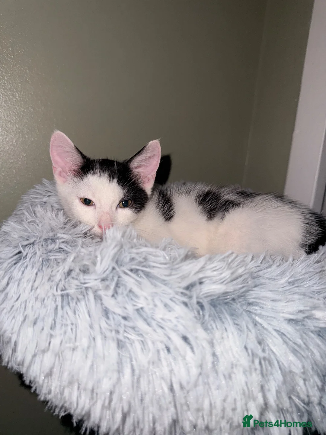 Mixed Breed cats for sale: Two male kittens - Advert 5