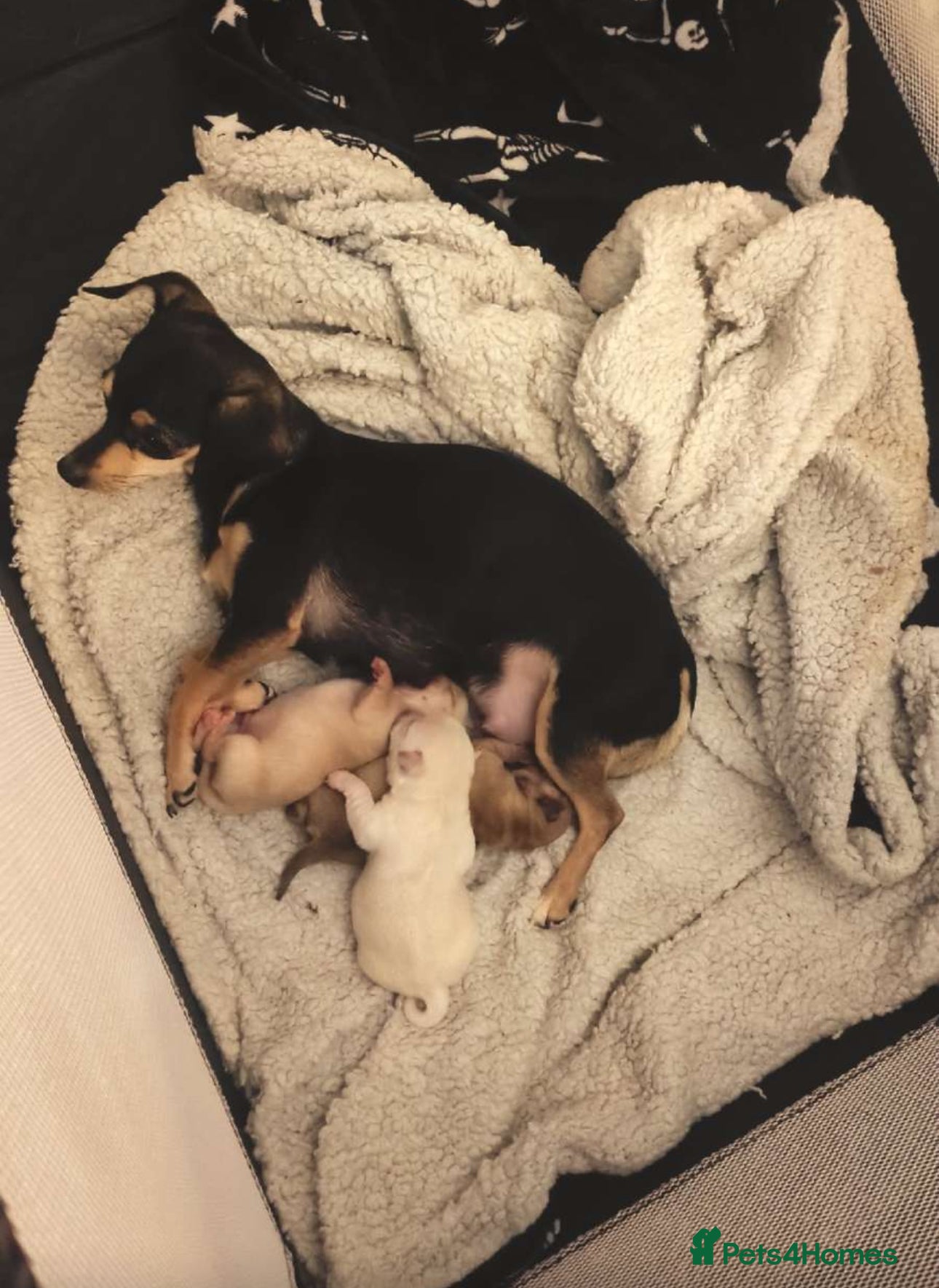 Chihuahua dogs Chihuahua puppies, two boys - Advert 13