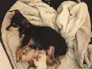 Chihuahua dogs Chihuahua puppies, two boys - Advert 11