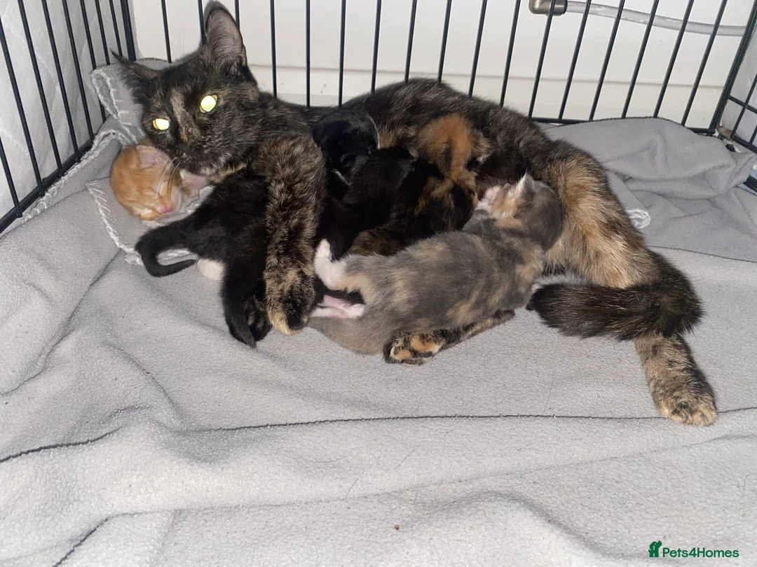 Mixed Breed cats for sale: Beautiful kittens  - Advert 2