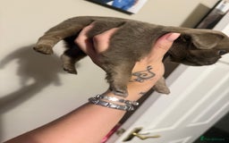 Pug dogs for sale: fluffy pug puppies  - Advert 3