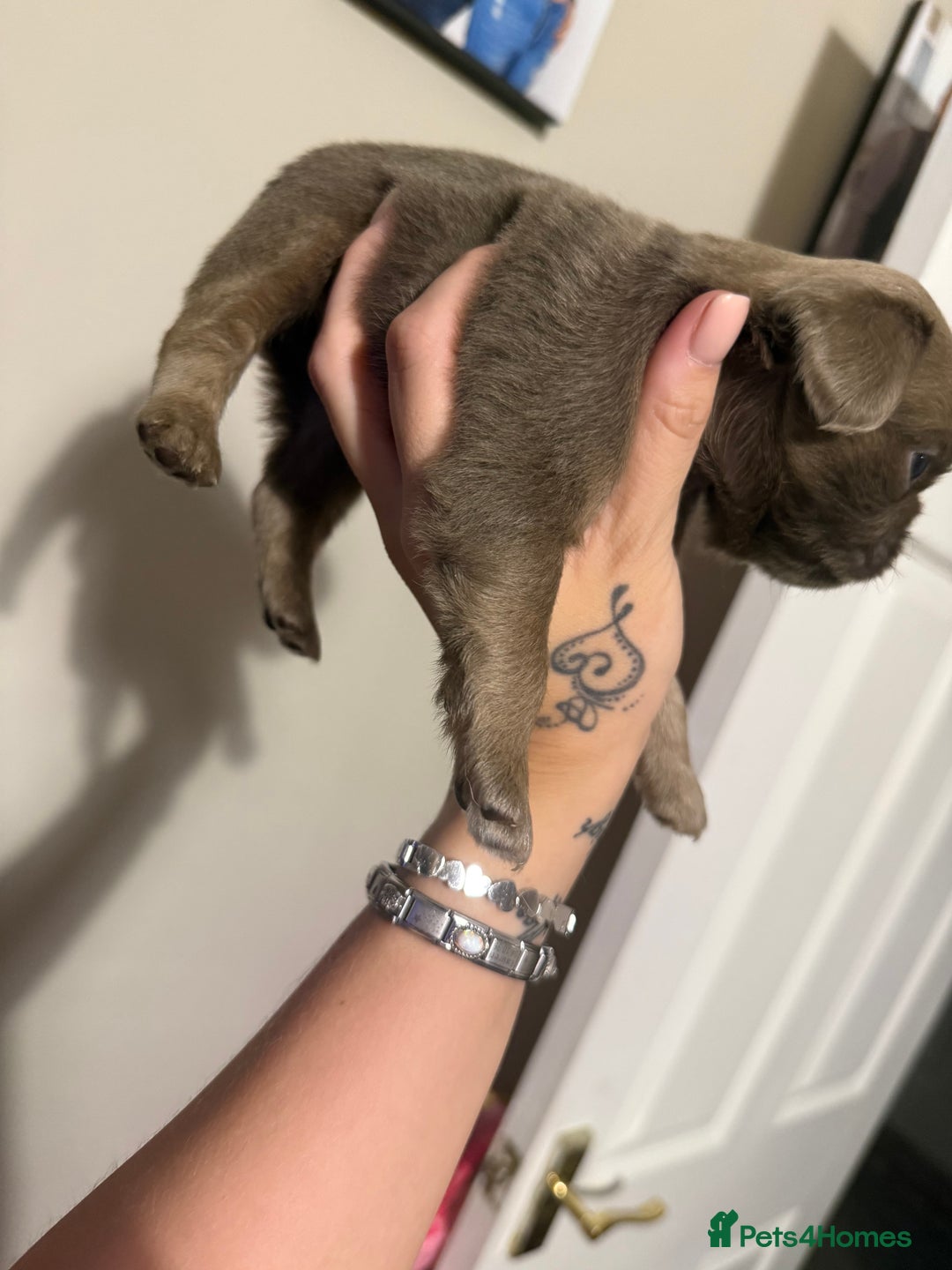 Pug dogs for sale: fluffy pug puppies  - Advert 3