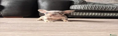 Toad