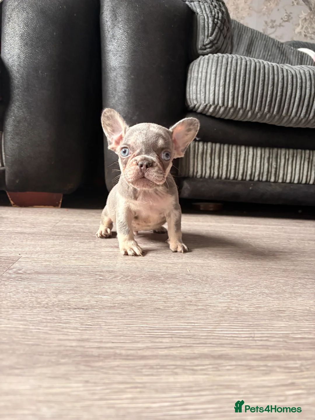 French Bulldog dogs for sale: Beautiful French bulldog pups in Basildon - Advert 2