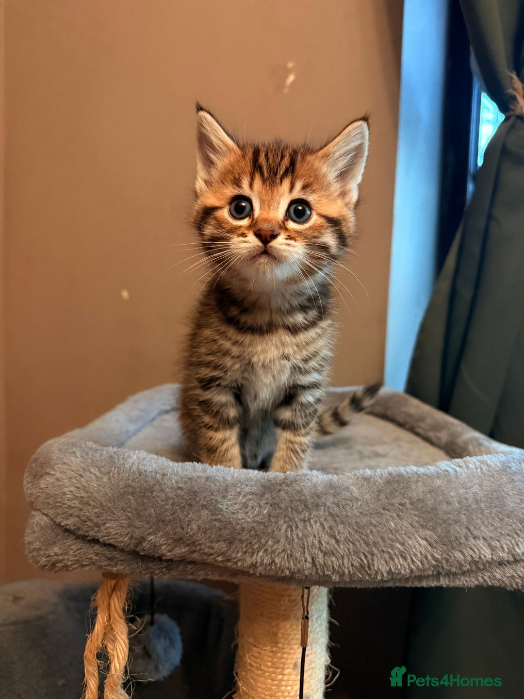 Mixed Breed cats for sale: Beautiful Ragdoll Bengal Cross Kittens - Advert 20