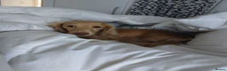 Miniature Dachshund dogs for sale: PEDIGREE CREAM LONG HAIRED MINI DACHSHUND - Advert 17