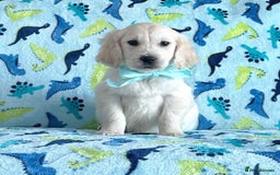 Golden Retriever dogs for sale: Beautiful golden retriever puppies for sale  - Image 12