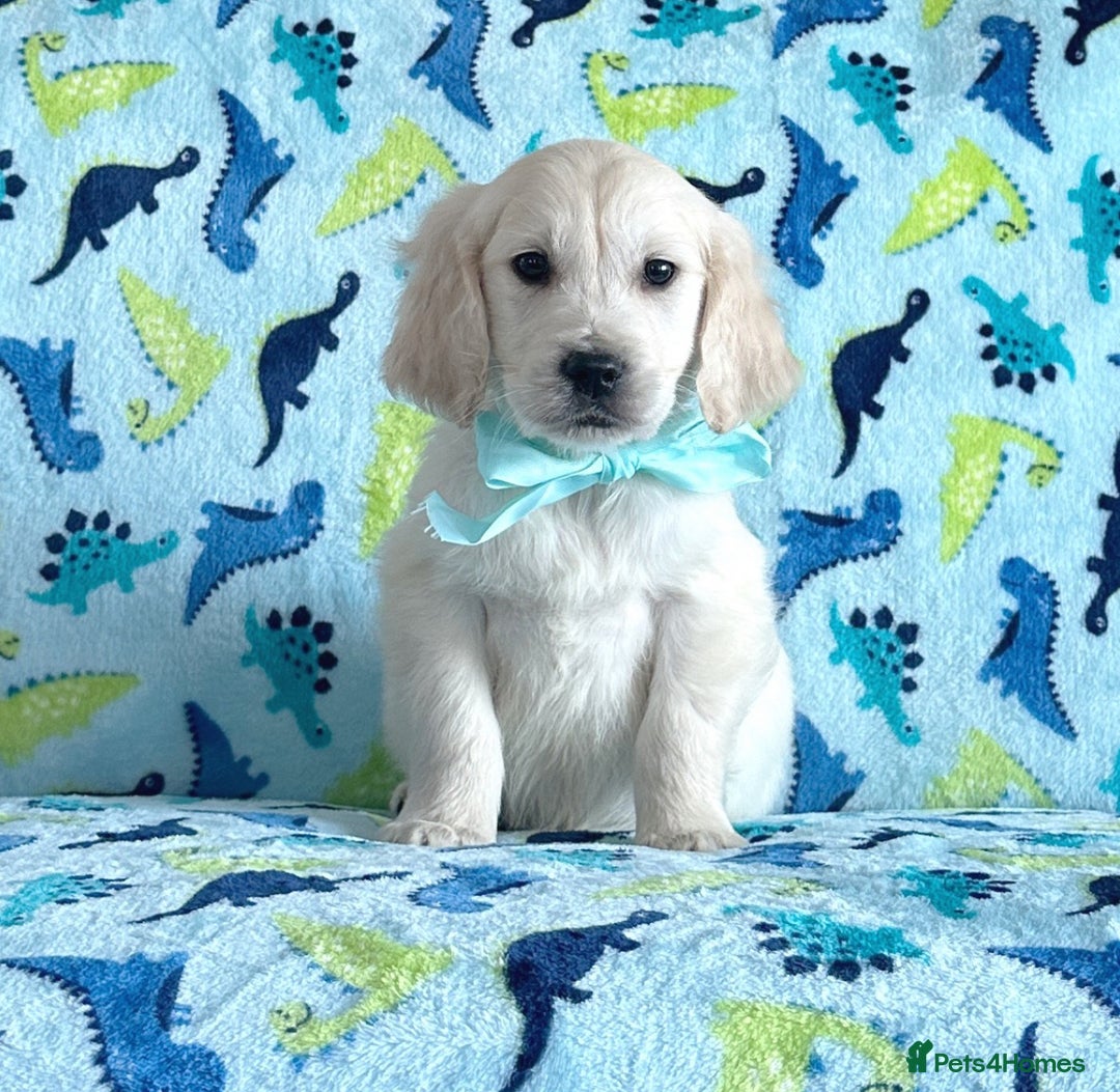 Golden Retriever dogs for sale: Beautiful golden retriever puppies for sale  - Image 12