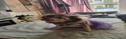 Chihuahua dogs for sale: 2 female chihuahua  in Morecambe - Advert 6