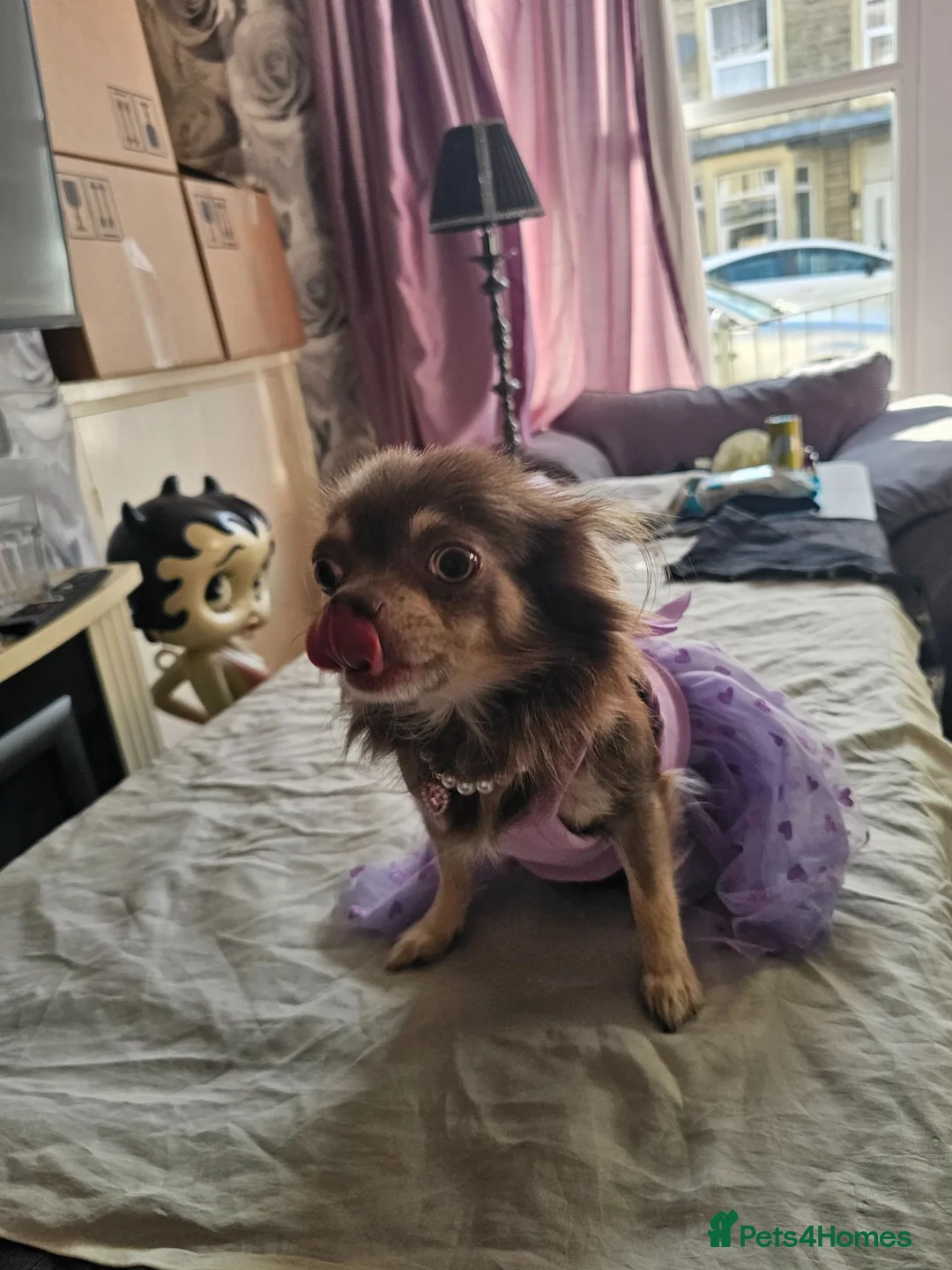 Chihuahua dogs for sale: 2 female chihuahua  in Morecambe - Advert 6
