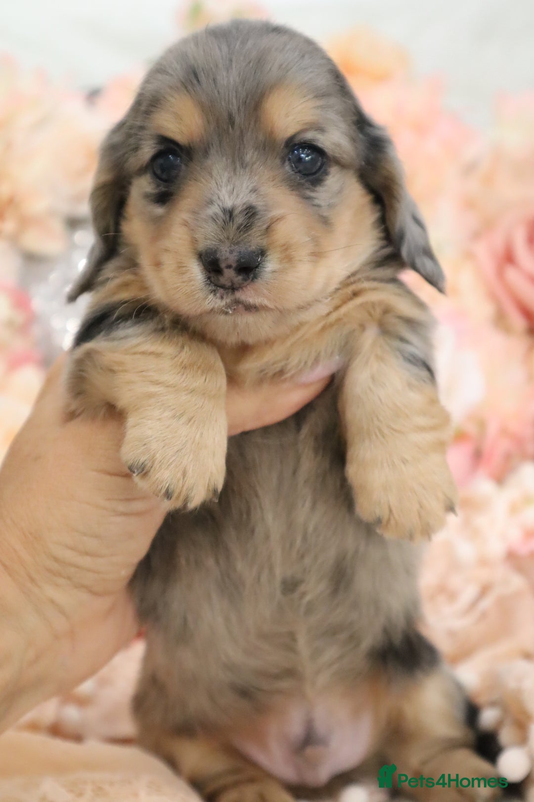 Miniature Dachshund dogs for sale: KC Registered Miniature Dachshund Puppies - Image 21