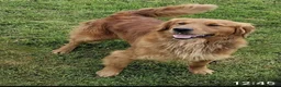 Golden Retriever dogs for sale: KC GOLDEN RETRIEVER PUPPIES  - Advert 1