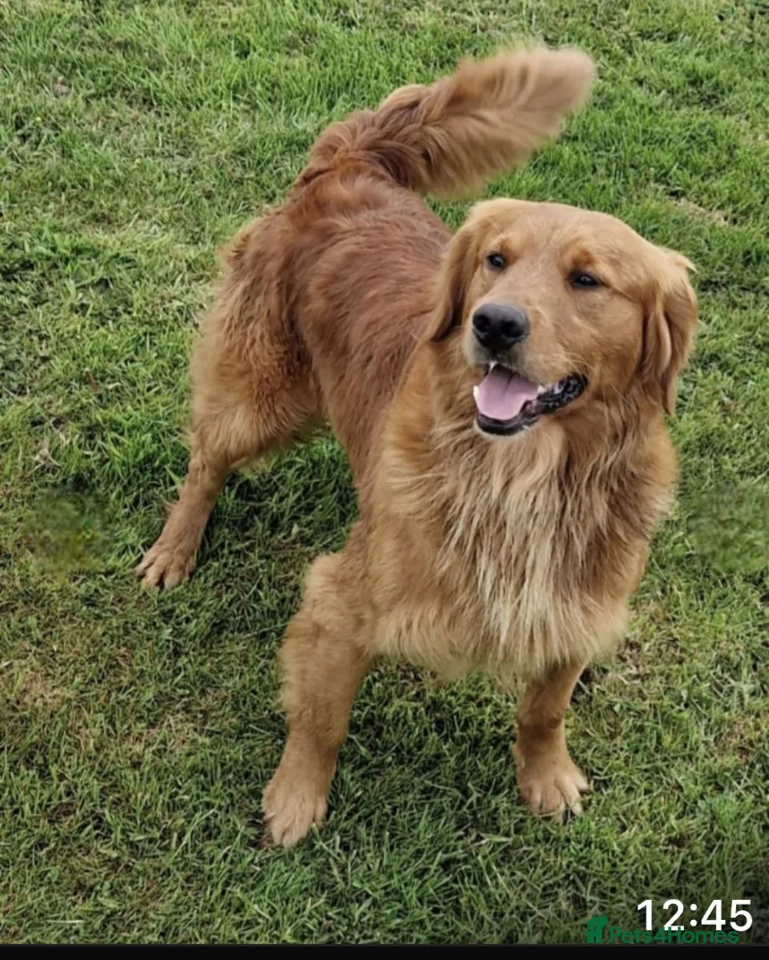 Golden Retriever dogs for sale: KC GOLDEN RETRIEVER PUPPIES  - Advert 1