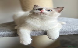 Ragdoll cats for sale: Big, cuddling cat therapist - Image 17