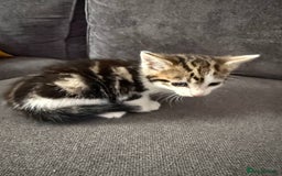 American Shorthair cats for sale: Smart stunning mixed colour kittens  - Image 20